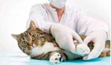 凍幹（gàn）珠小球在寵物體（tǐ）外診斷的應用